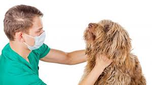 Learn more about the types and procedure here. Swollen Lymph Nodes In Dogs Symptoms Causes Treatments Dogtime