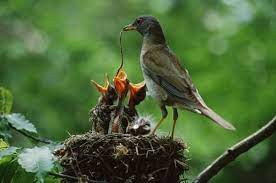 15 Amazing Images Of Baby Birds At Dinner Time Bird Bird Photo Mother Feeding