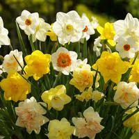 Underplanting Roses With Low Growing Spring Bulbs Daffodil Bulbs Spring Flowering Bulbs Bulb Flowers