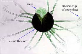 Image result for Uncinula necator