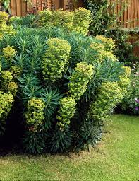 Mediterranean Spurge Euphorbia Wulfenii Euphorbia Plants Mediterranean Garden