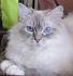Blue Lynx Mitted Ragdoll Cat: Trigg | Lynx Mitted Ragdoll ...