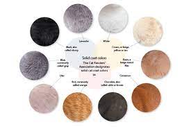 The most beautiful and rare cat fur colors chocolate. Cat Colors Get The Fascinating Facts Behind Cat Coats Patterns Catster