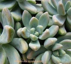 Blue giant but i don't know for sure, so. Sedeveria Blue Giant Types Of Succulents Plants Succulents Propagating Succulents