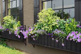 Saratoga mix flowering tobacco is a fine choice for the garden, but it is also a good selection for planting in outdoor pots and containers. Pin By Deborah Silver On Love That Lime Container Plants Container Flowers Container Gardening