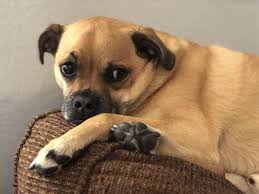 Look at pictures of pug puppies who need a home. Beagle Pug Mixes Pictures Cost To Buy And More Embora Pets