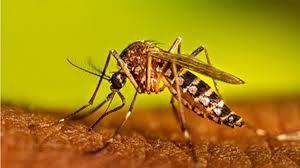 Image result for mosquito bite