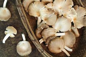 Best place to get sterilized grain: How To Grow Mushrooms At Home Using A Fungi Spawn Kit