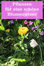 Pflanzen Fur Eine Blumenwiese Gartenbob De Der Garten Ratgeber Blumen Wiese Pflanzen Blumenwiese