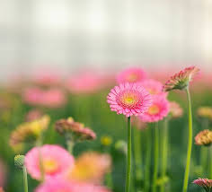 Image result for Gelrebia