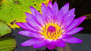 Hd Wallpaper Water Lily Purple And Yellow Flower Hd Wallpaper High Definition For Mobile Phones And Computer 1920 1080 Wallpaper Flare We hope you enjoy our growing collection of hd images to use as a background or home screen for your smartphone or computer.