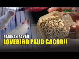 Empat jenis pakan yang dapat menggacorkan lovebird asupan pakan bisa menentukan kualitas dari tips agar cepat gacor dengan gold coin perkutut. Pakan Lovebird Paud Gacor Jebol Birahi Lovebird Youtube