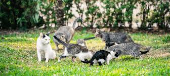 ‪What Is a Group of Cats Called? | Litter-Robot‬‏
