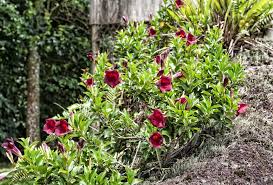 5 out of 5 stars. Trumpet Vine Plant Care Growing Guide
