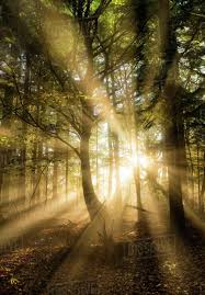 Sunbeams Bursting Through Misty Autumnal Woodland Limpsfield Chart Oxted Surrey D246_38_10062