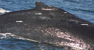 Full article: Tattoo-like skin disease in the endangered subpopulation of  the Humpback Whale, Megaptera novaeangliae, in Oman (Cetacea:  Balaenopteridae)