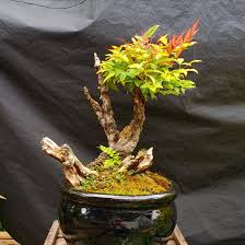 It's the only bonsai farm in new jersey. Dali My Nandina With New Growth Poking Through Bonsai
