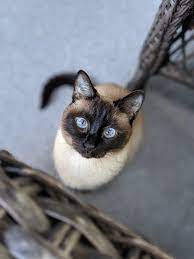 One Of The Best Pictures I Ve Taken In A Long Time Cali Is The Perfect Subject Cats Cool Pictures Cuteness Overload