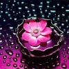 Wallpaper lilies pink color flowers flower bud. Https Encrypted Tbn0 Gstatic Com Images Q Tbn And9gcsblbkpt0zz1pavoyuquum557wmec2wp9uv5im77b Z156iikzz Usqp Cau