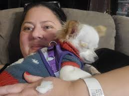 Lost my heart throb tonight. He is no longer in pain. Will love and miss  him forever. Best chi in the world. My heart is broken.