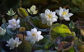 We did not find results for: Wallpaper White Lotus Beautiful Flowers Green Leaves 1920x1200 Hd Picture Image
