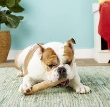 Submitted 5 years ago by captangua. How To Reduce Anxiety For Pets According To An Expert