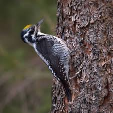 Image result for Tridactyle