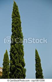There may not be such a tree that stays that size, but then what would be the closest. Three Trees Three Tall Evergreen Trees Pointing Upwards Into A Clear Blue Sky Canstock
