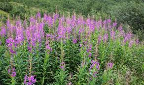 In a few cases, cultivators see the esteem of these weed flowers attracting bees, being eatable, and having a therapeutic impact. Weeds Evolving Into Bigger And Tougher Pests Wreck Britain S Gardens Uk News Express Co Uk