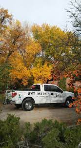 A small black ant that nests outside but can appear inside. Ant Mary S Pest Control Albuquerque Posts Facebook