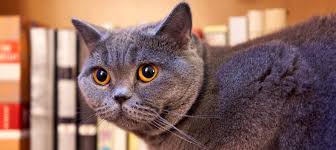 9 Lazy Cat Breeds For Chill Cat Parents Litter Robot Blog
