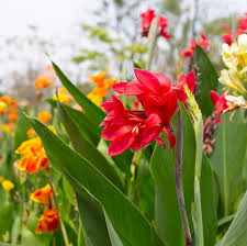 Image result for Cannaceae