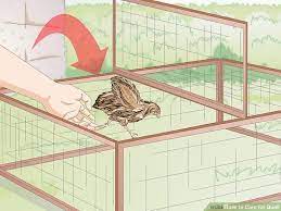 How To Care For Quail Quail Raising Quail Chickens Backyard