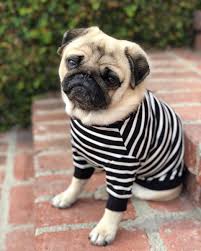 Pug Crazy Com Cute Baby Animals Baby Pugs Pug Lover