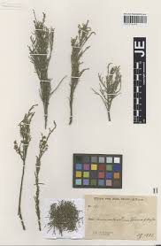 Image result for Selago welwitschii