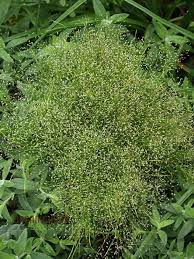 Image result for Agrostis isopholis