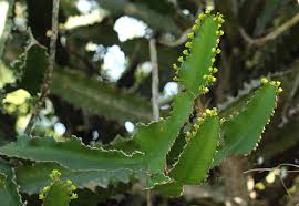 Image result for Euphorbia halipedicola