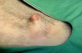 Signs of breast cancer in dogs signs of breast cancer in dogs include the following: Breast Cancer In Dogs Cats Long Beach Animal Hospital