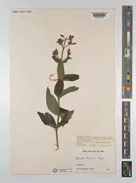 Image result for Dissotis brazzae