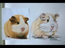 Hoe Teken Je Een Cavia Cavia Dieren Tekenen Dierlijke Schilderijen