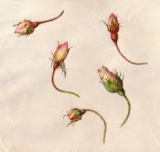 8 Best Rose Key Images Rose Bud Tattoo Rose In Drawing Of A Flower Bud Rose Bud Tattoo Rose Buds Rose Illustration