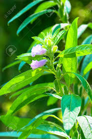 Image result for Sesamum calycinum