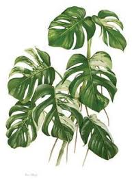 Planta Toxica Monstera Deliciosa Variegata Costela De Adao Split Leaf Philodendron Fruit Salad P Imagens Para Quadros Decorativos Fotos De Folhas Botanica