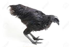 Welcome to black and white wiki the wiki about black and white that anyone can edit. Black Ayam Cemani Chicken Isolated On White Background Stock Photo Picture And Royalty Free Image Image 147844235
