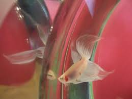 Betta Fish Breeding And Raising Fry Betta Fish Siamese Fighting Fish Cool Fish