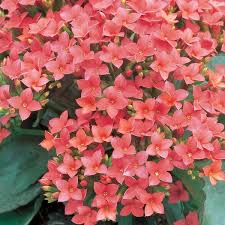 Image result for Kalanchoe blossfeldiana