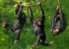 I Love Chimpanzees So Much Animals Beautiful Cute Animals Baby Zoo Animals