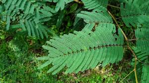 Image result for Acacia ataxacantha