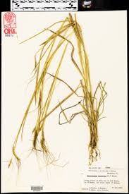 Image result for Heteropogon contortus