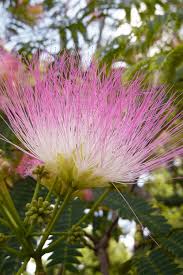 Image result for Albizia